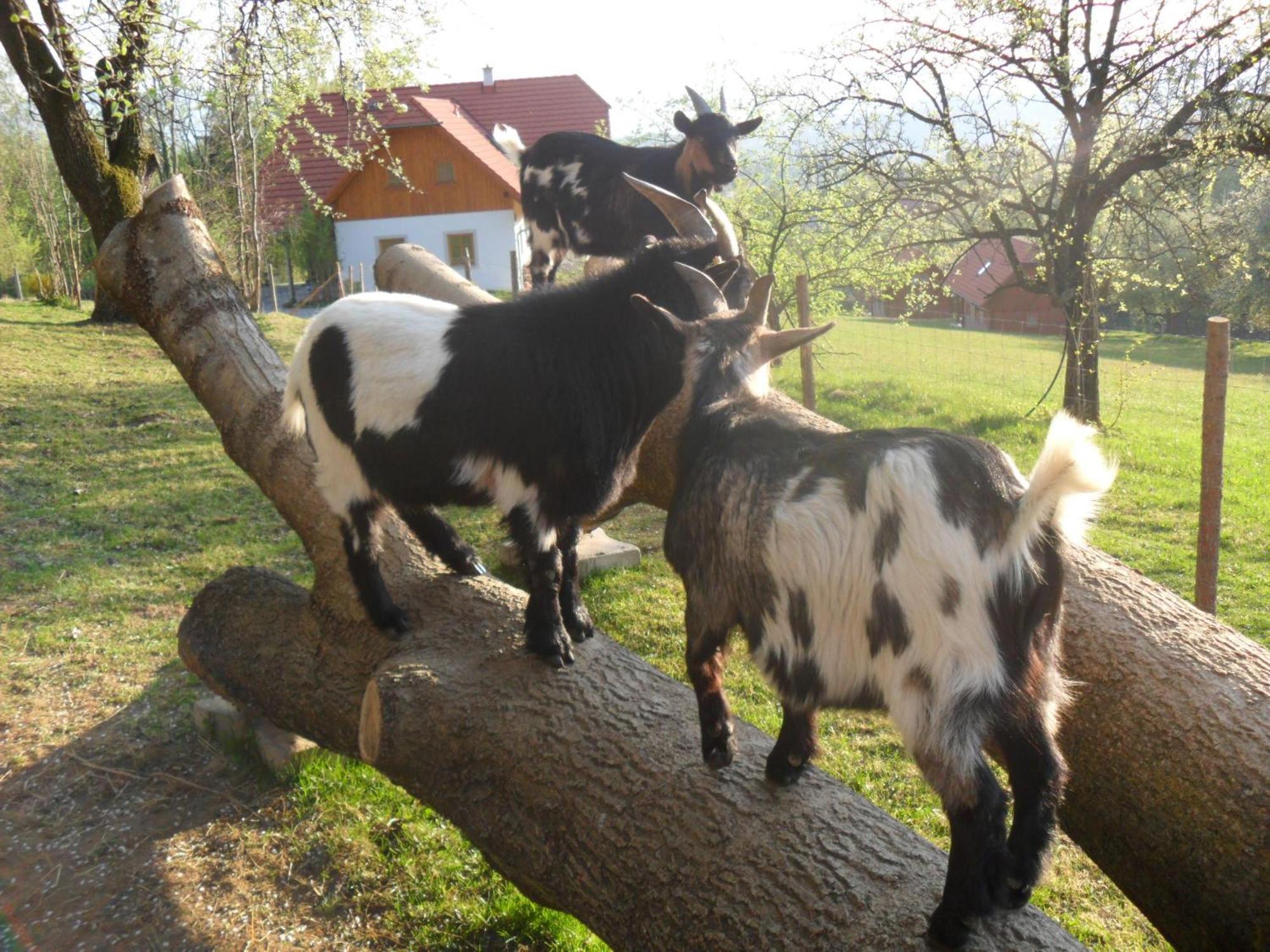 Urlaub Am Glatzl Bauernhof Villa Sankt Lorenzen am Wechsel Buitenkant foto